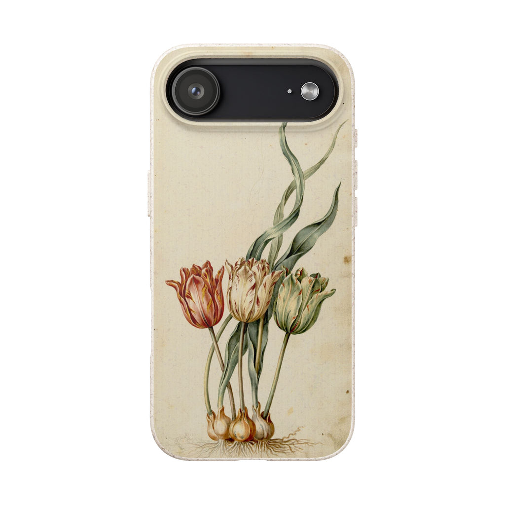 Dutch Tulip