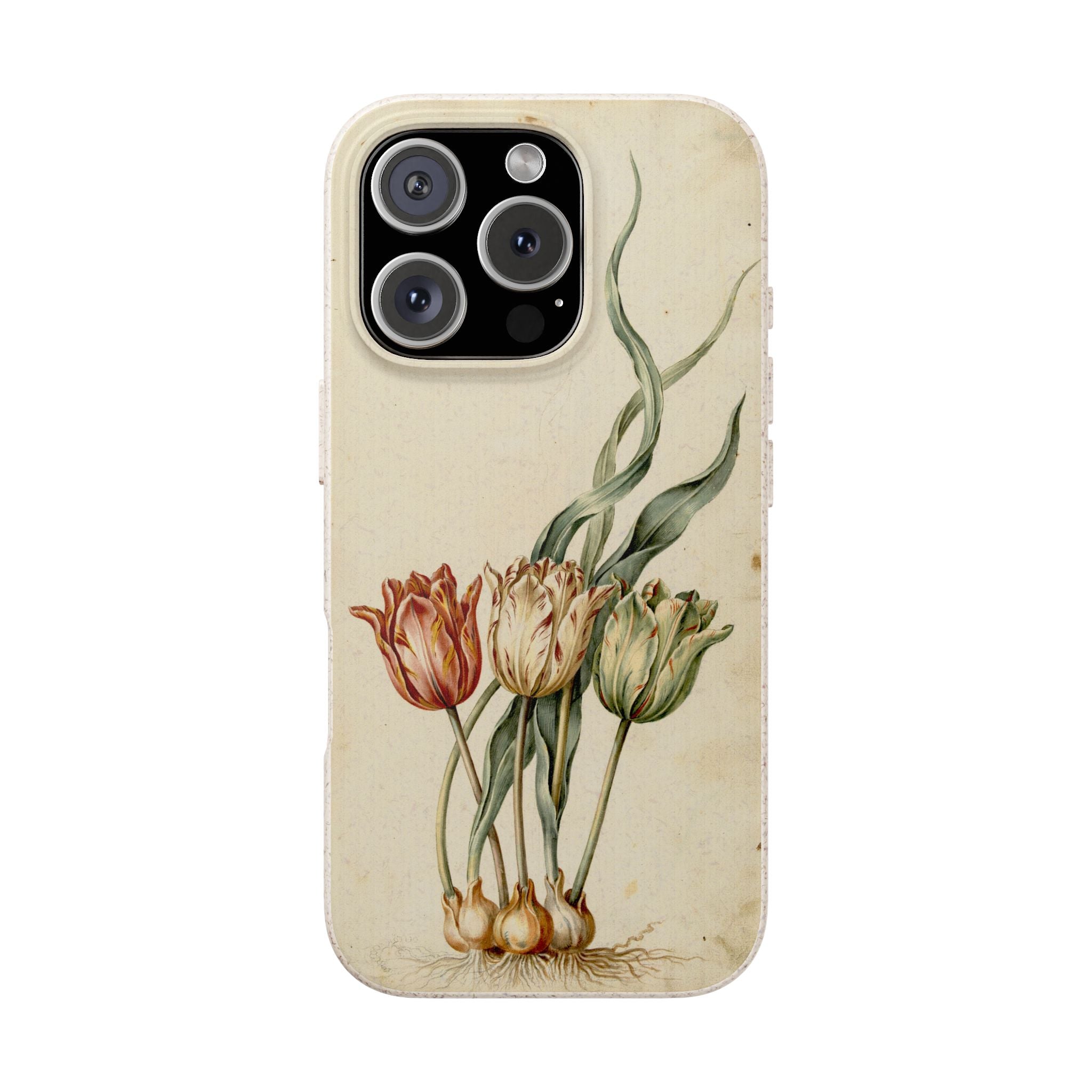 Dutch Tulip