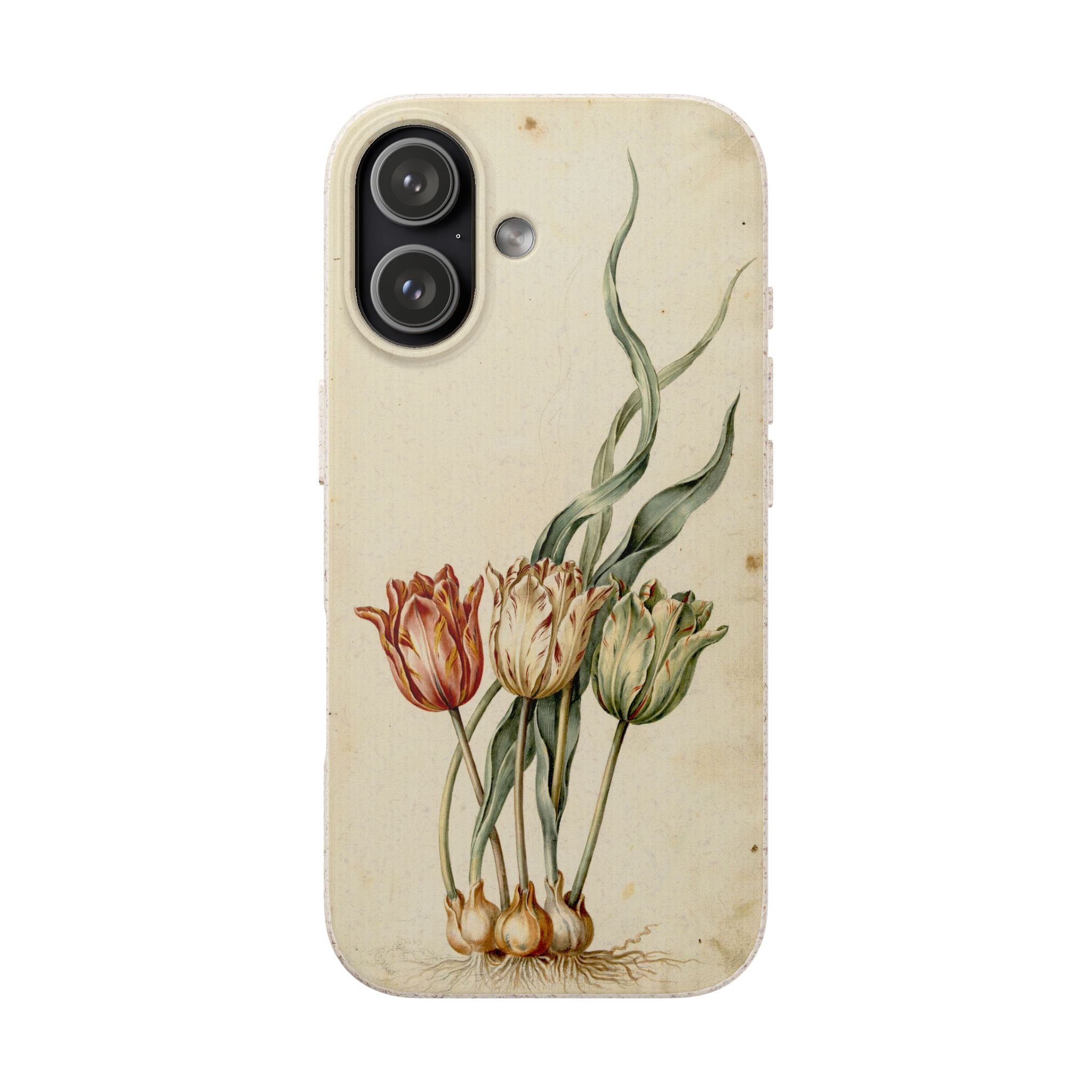 Dutch Tulip